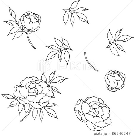 ペンで描いた牡丹のパーツのイラスト素材