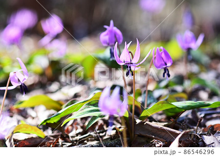陽当たりの良い林に咲くカタクリのピンクの花 陽当たりの良い林に咲くカタクリのピンクの花 86546296