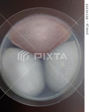 カビの培養シャーレ 86546309