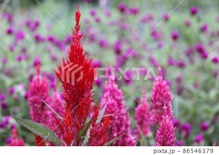 ケイトウの花 86546379