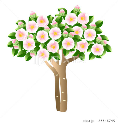 ピンク色の花が咲いているツバキの木 86546745