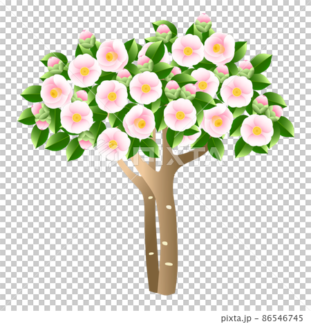 ピンク色の花が咲いているツバキの木 86546745