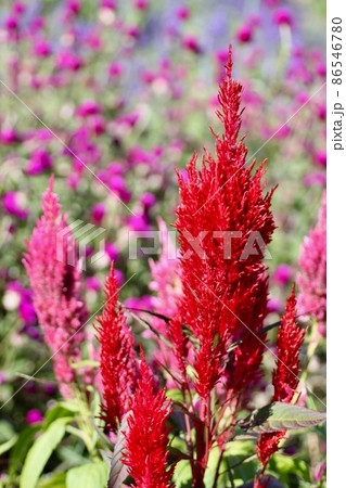 ケイトウの花 86546780