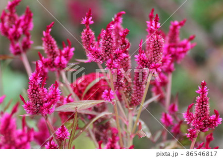 ケイトウの花 ケイトウの花 86546817