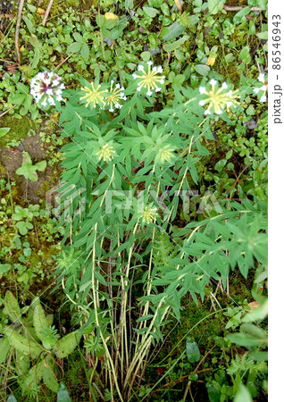 中国　四川省　四姑娘山鎮　海子溝に咲くジンチョウゲ科ステレラ属 86546943