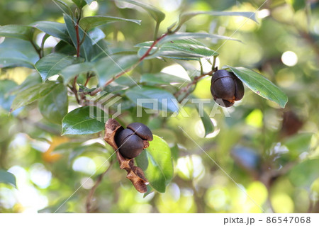 efeu hedera pflege Zwerg Strauch Efeu Hedera helix Arob… main image 0
