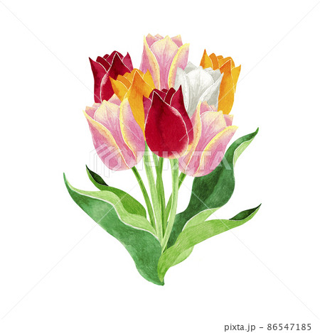 チューリップ 春の花 花束 水彩 イラストのイラスト素材 [86547185