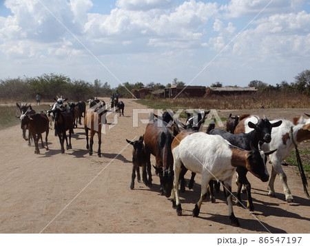 アフリカのマラウイ・ゾンバの日常風景（ヤギ） 86547197