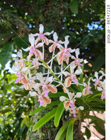 蘭の花 86547219