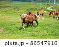 放牧中の馬1、北海道より 86547916