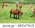 放牧中の馬2、北海道より 86547919