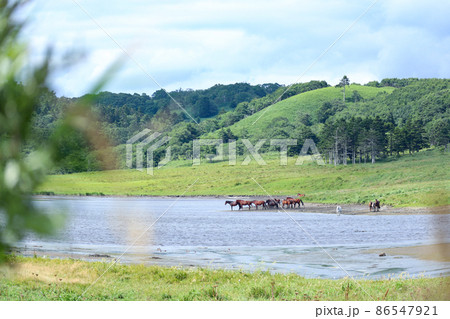 放牧中の馬3、北海道より 放牧中の馬3、北海道より 86547921