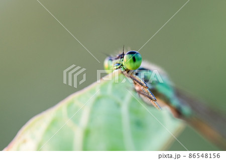 close up macro on head of dragonfly close up macro on head of dragonfly 86548156