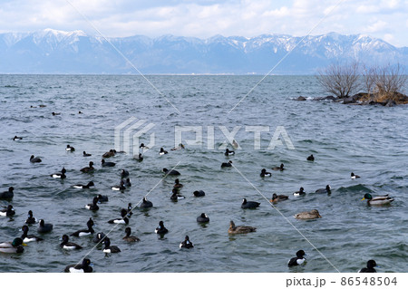 冬の琵琶湖の水鳥の群れの写真素材 [86548504] - PIXTA
