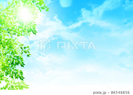 新緑　葉　風景　背景 86548856