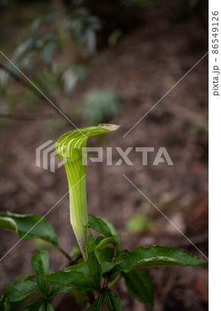 テンナンショウ テンナンショウ 86549126