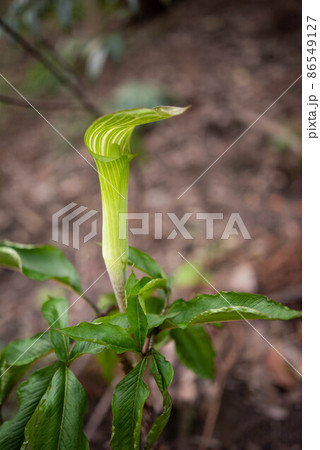 テンナンショウ テンナンショウ 86549127