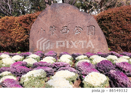 葛飾区立小菅西公園　東京都葛飾区小菅　 86549332