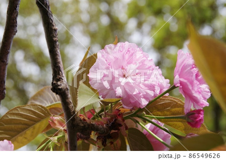 陽射しを受ける八重桜 陽射しを受ける八重桜 86549626