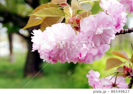 柔らかな花びら、八重桜 柔らかな花びら、八重桜 86549627