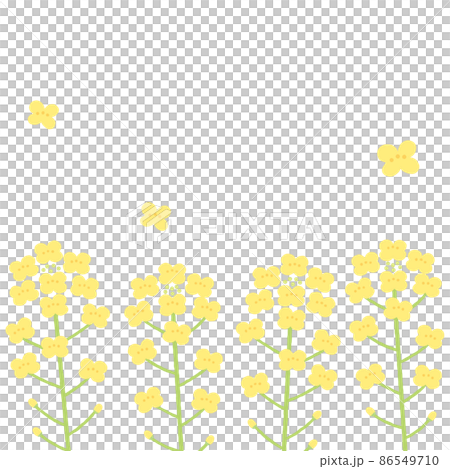 油菜花背景圖1：1 86549710