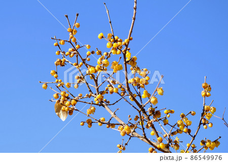 早春晴れた日の蝋梅の花(ロウバイ) 早春晴れた日の蝋梅の花(ロウバイ) 86549976