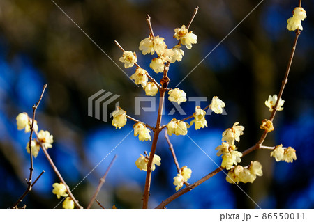 早春晴れた日の蝋梅の花（ロウバイ） 86550011