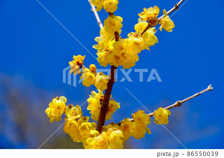 早春晴れた日の蝋梅の花(ロウバイ) 早春晴れた日の蝋梅の花(ロウバイ) 86550039