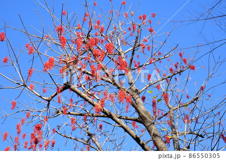 イイギリの赤い実 86550305