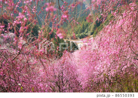 咲き誇る枝垂桜の間から山下を眺める 咲き誇る枝垂桜の間から山下を眺める 86550393