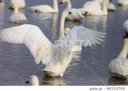 羽ばたく白鳥　イメージ 86550709