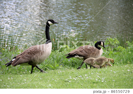 グロート・ベイハールデン城の水辺のガンの親子 86550729