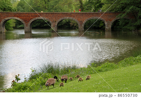 グロート・ベイハールデン城の水辺にいるガンの親子 86550730