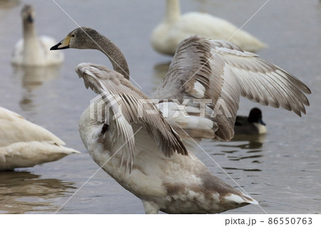 羽ばたく白鳥　イメージ 86550763