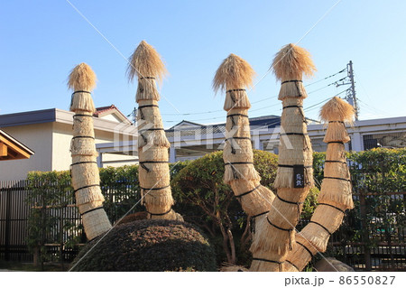 菰（こも）をかぶせた蘇鉄（ソテツ） 86550827