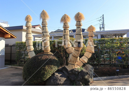 菰（こも）をかぶせた蘇鉄（ソテツ） 86550828