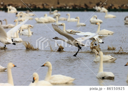 とびたつ白鳥　 86550925