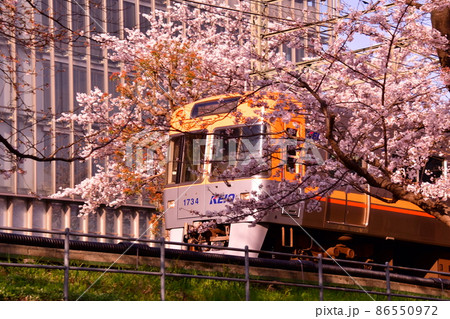 高井戸駅付近　井の頭線と桜 86550972