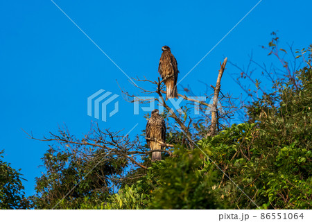 枯れ木の枝にとまるトンビ 86551064