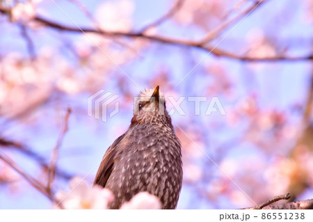 桜 ヒヨドリ 桜 ヒヨドリ 86551238