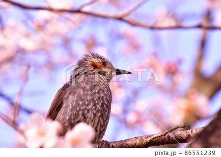 桜 ヒヨドリ 桜 ヒヨドリ 86551239