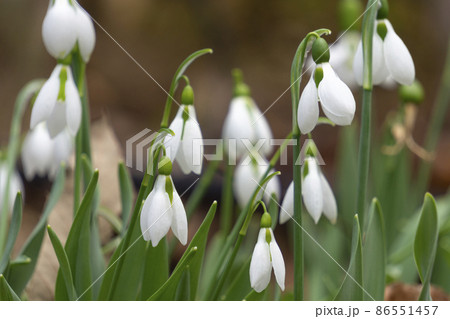 春を告げるスノードロップの花 86551457