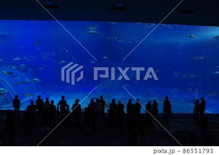 沖縄美ら海水族館の水槽 86551793