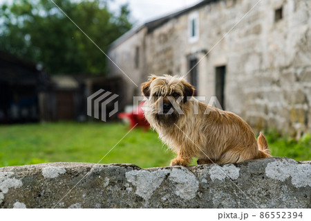 犬 スペイン 田舎の写真素材