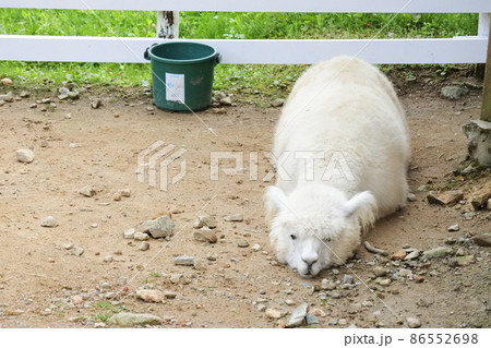 sleepy Alpaca / 眠そうなアルパカ sleepy Alpaca / 眠そうなアルパカ 86552698