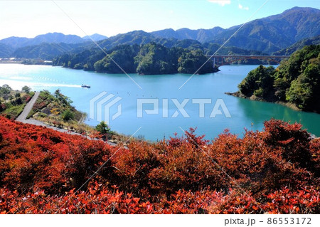 ドウダンツツジの紅葉に染まる秋の宮ケ瀬湖 【相模原市津久井 11月】 ドウダンツツジの紅葉に染まる秋の宮ケ瀬湖 【相模原市津久井 11月】 86553172