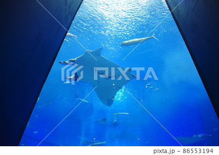 沖縄美ら海水族館 大水槽 エイ 沖縄美ら海水族館 大水槽 エイ 86553194