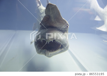 深海魚の顔 深海魚の顔 86553195
