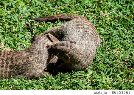 Banded Mongoose -Mungos mungo- being caring an playful Banded Mongoose -Mungos mungo- being caring an playful 86553565