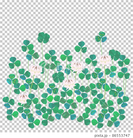 Vector illustration of white clover clover (with four-leaf clover) 86553747